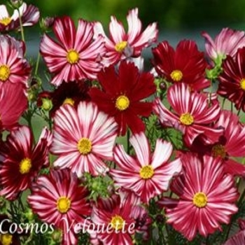 Cosmos - Veloutte