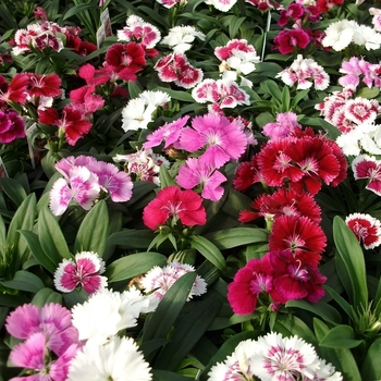 Dianthus - Floral Lace Mix