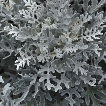 Dusty Miller - Silver Dust