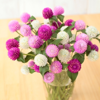 Gomphrena - Ping Pong Mix
