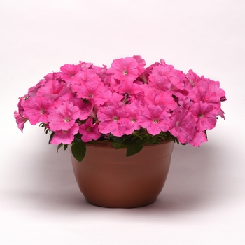 Petunia - Easy Wave - E3 Easy Wave Pink