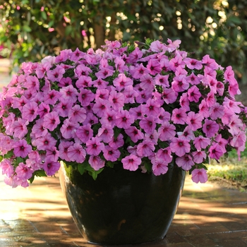 Petunia - Easy Wave - Easy Wave Pink Passion