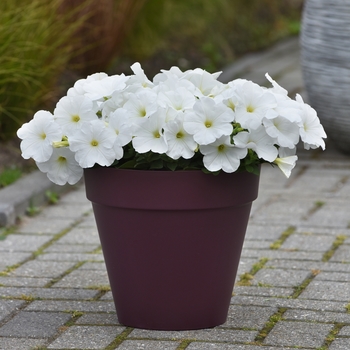 Petunia - Easy Wave - E3 Easy Wave White