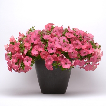 Petunia - Easy Wave - Easy Wave Coral Reef