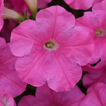 Petunia - Easy Wave - E3 Easy Wave&reg; Pink
