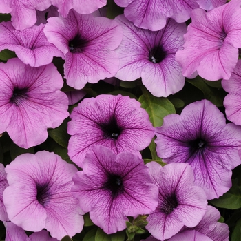Petunia - Easy Wave - Easy Wave® Plum Vein