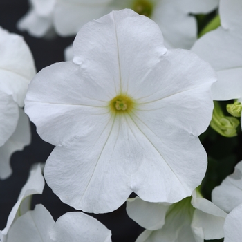 Petunia - Easy Wave - E3 Easy Wave® White