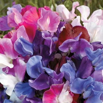 Sweet Pea - Early Bloom Mix 