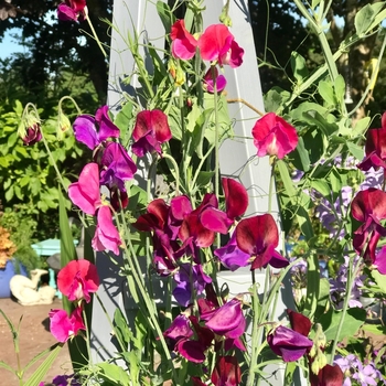 Sweet Pea - Vine - Incense Mix 