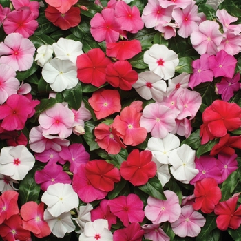 Vinca - Flowering - Pacifica XP Mix