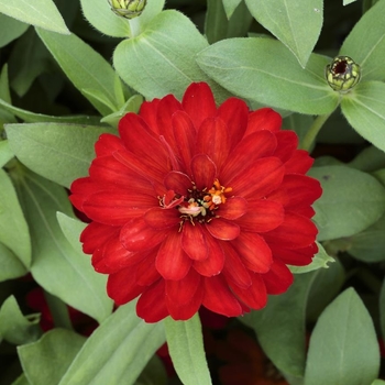 Profusion Double Red
