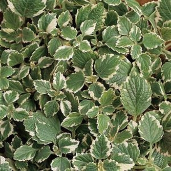 Plectranthus coleoides - Variegated Candle Vine