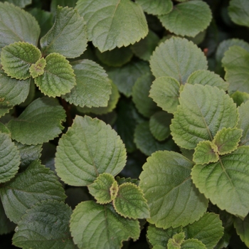 Plectranthus coleoides - Swedish Ivy Purple