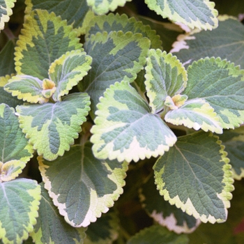 Plectranthus ciliatus - Lemon Twist
