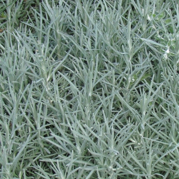 Helichrysum thianschanicum - Icicles