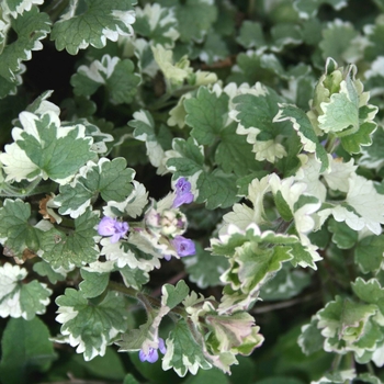 Glechoma - Catmint Vine 