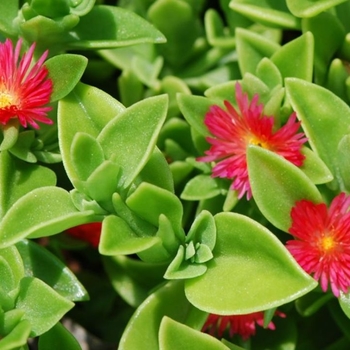 Dorotheanthus - Ice Plant - Candy Apple Red