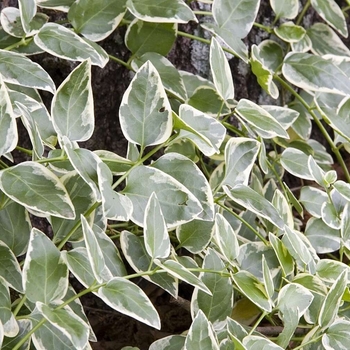 Vinca Vine - Variegated Vinca Major expoflora