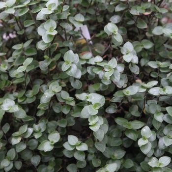 Tradescantia - Bolivian Mini Wandering Jew