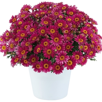 Argyranthemum - Lollies Berry Gummy