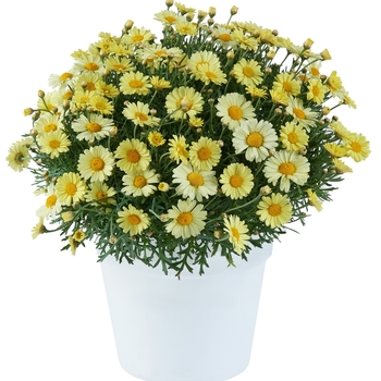 Argyranthemum - Lollies Buttermint