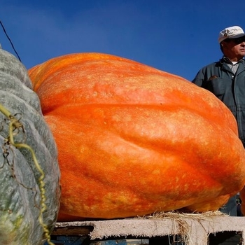 Pumpkin - Atlantic Giant 