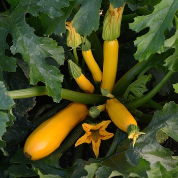 Squash - Summer - Easy Pick Gold Zucchini