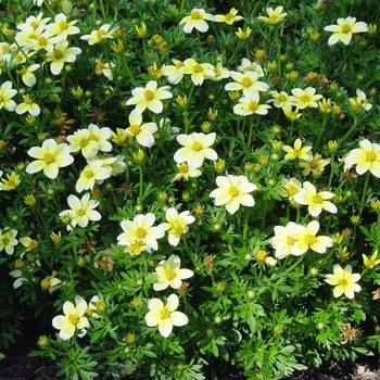 Bidens ferulifolium - Spicy Electric White