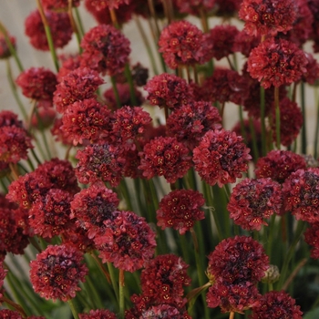 Armeria Maritima - Morning Star Deep Rose