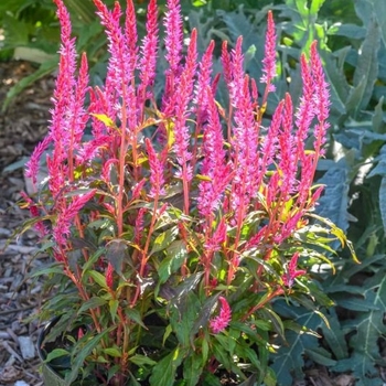 Celosia spicata - Kelos Candela Pink