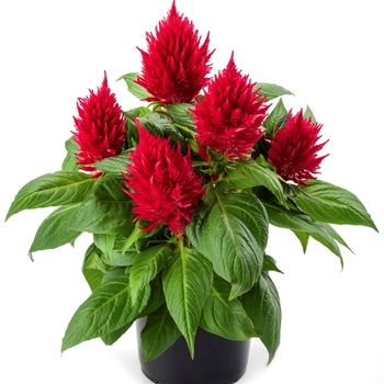 Celosia plumosa - Kelos Fire Red