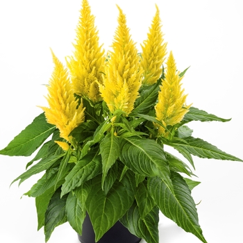 Celosia plumosa - Kelos Fire Yellow