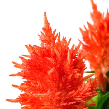 Celosia plumosa - Kelos Fire Orange