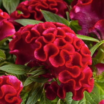 Celosia cristata - Twisted™ Strawberry