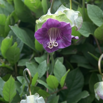 Cobaea scandens - Cup and Saucer Vine Purple