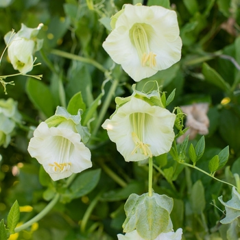Cobaea scandens - Cup and Saucer Vine White