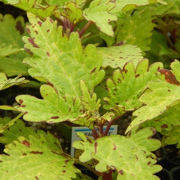 Coleus - Pineapplette 