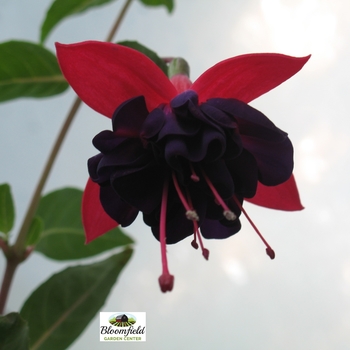 Fuchsia hybrid - Dark Eyes