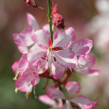 Gaura lindheimeri - Gauriella Bicolor