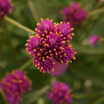 Gomphrena - Fireworks