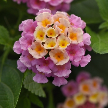 Lantana - Bloomify™ Pink