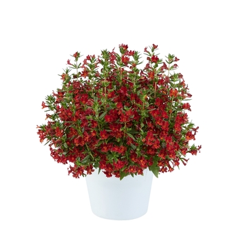 Mai Tai Red Mix 