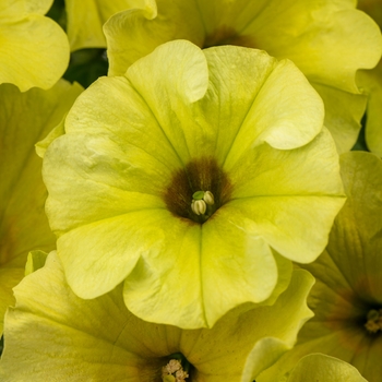 Petunia hybrid - Crazytunia® Bitter Lemon