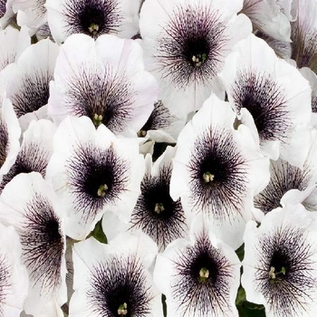 Petunia - Premium - Crazytunia Black & White