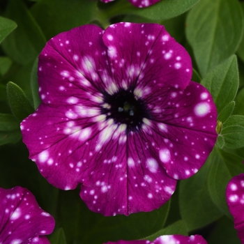 Petunia - Premium - Headliner™ Electric Purple Sky