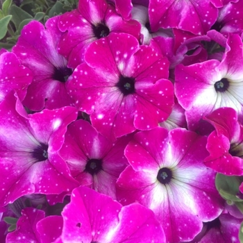 Petunia - Premium - Headliner™ Enchanted Sky