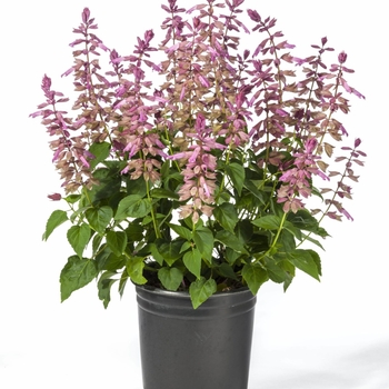 Salvia splendens - Grandstand Lavender