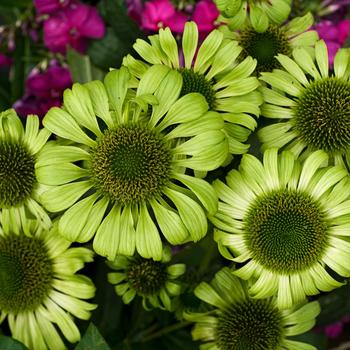 Echinacea - Coneflower - Green Jewel 