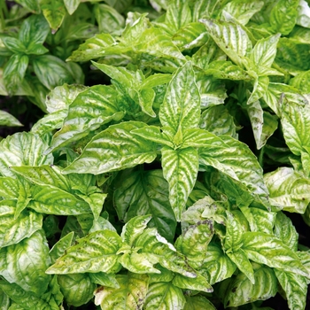 Basil - Greek Columnar