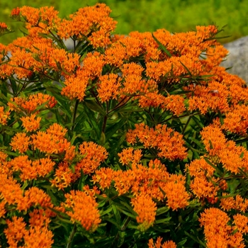 Asclepius tuberosa - Butterfly Weed